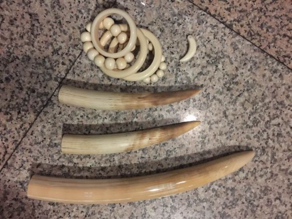 檢測出來的象牙